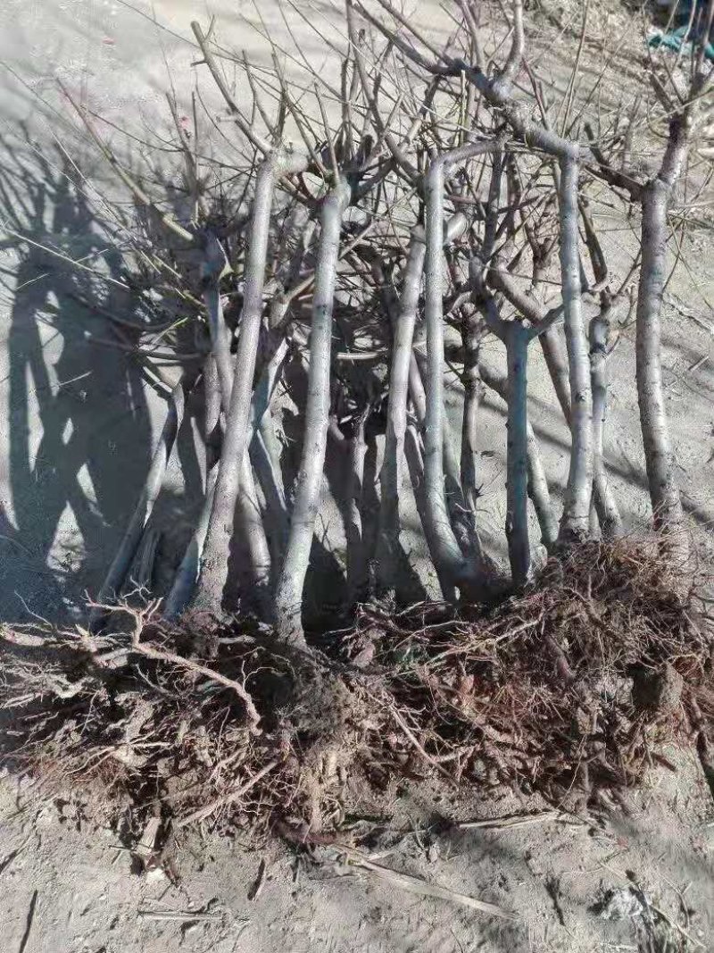 山东占地桃树苗全部精品可签合同