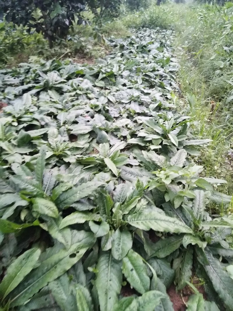 地胆草净头不洗水不带叶