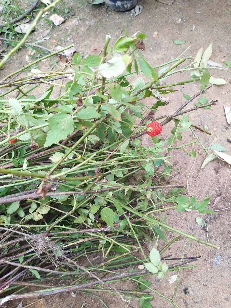 覆盆子苗又名甜茶苗！本地树梅苗