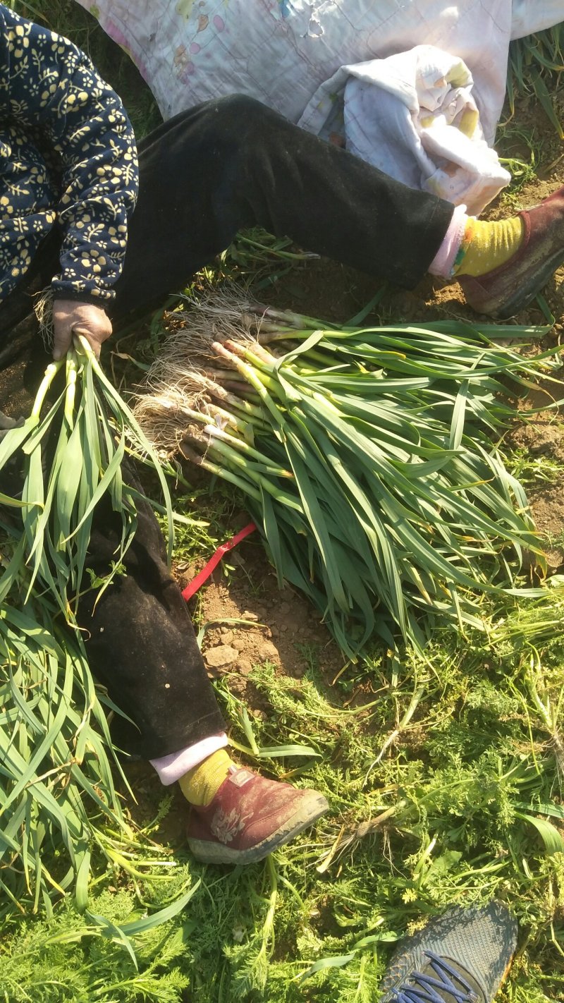 四季青，毛根蒜苗，精品