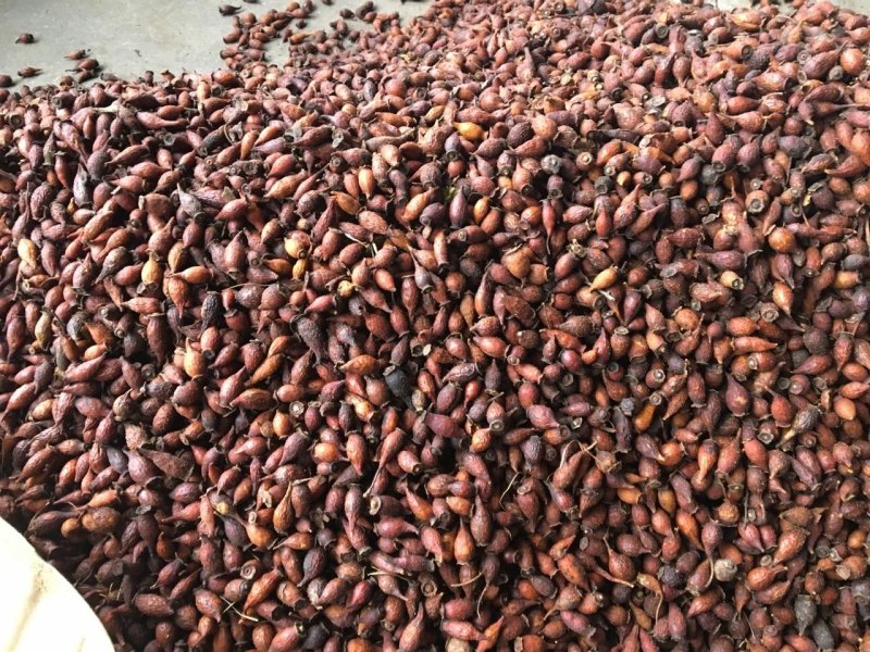 金樱子干货新货上市广西产地直供质量上乘货源稳定量大价优