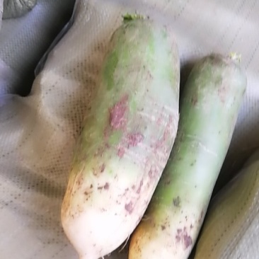 肥城冷库的青萝卜