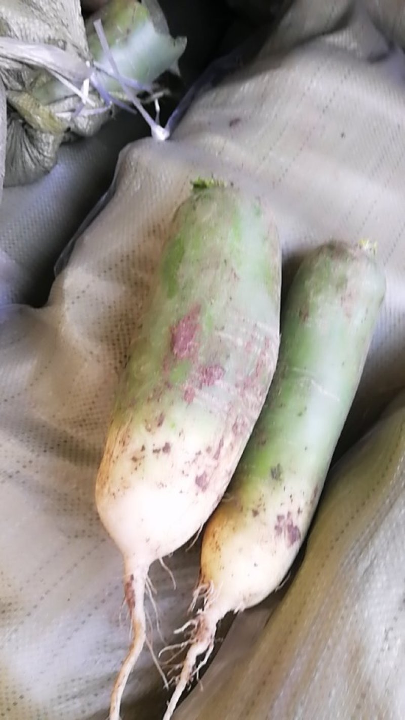 肥城冷库的青萝卜