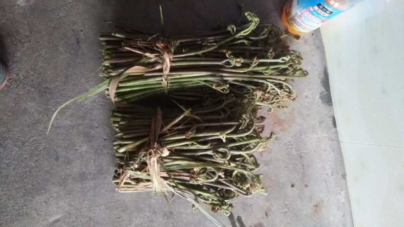 龙爪菜
