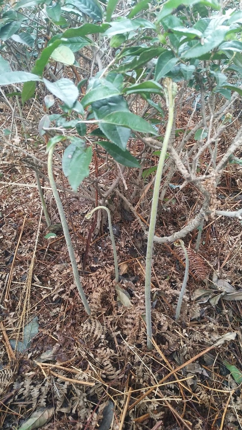 龙爪菜