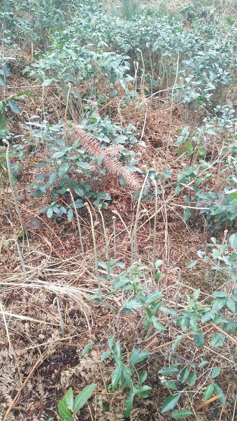 龙爪菜