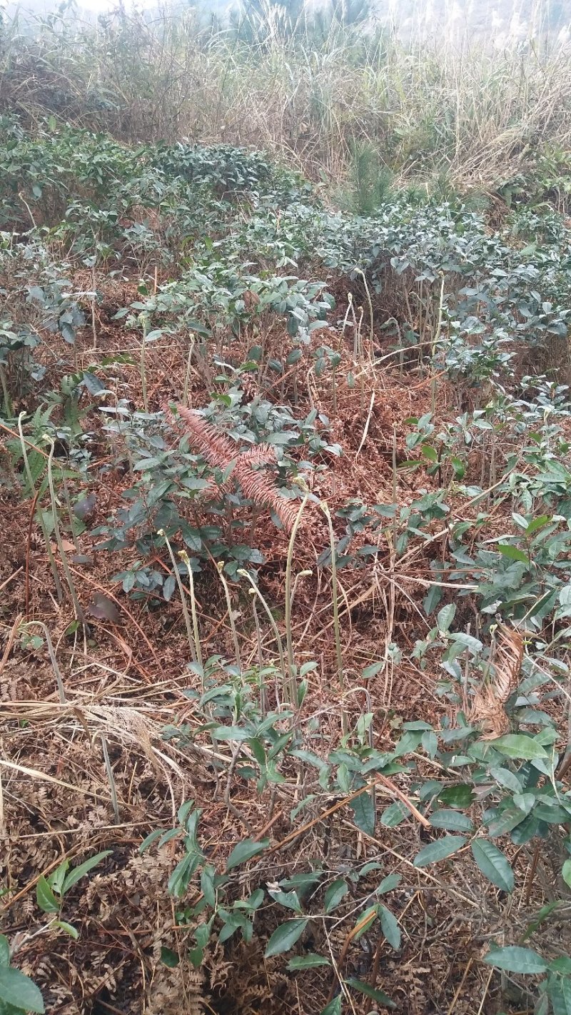 龙爪菜