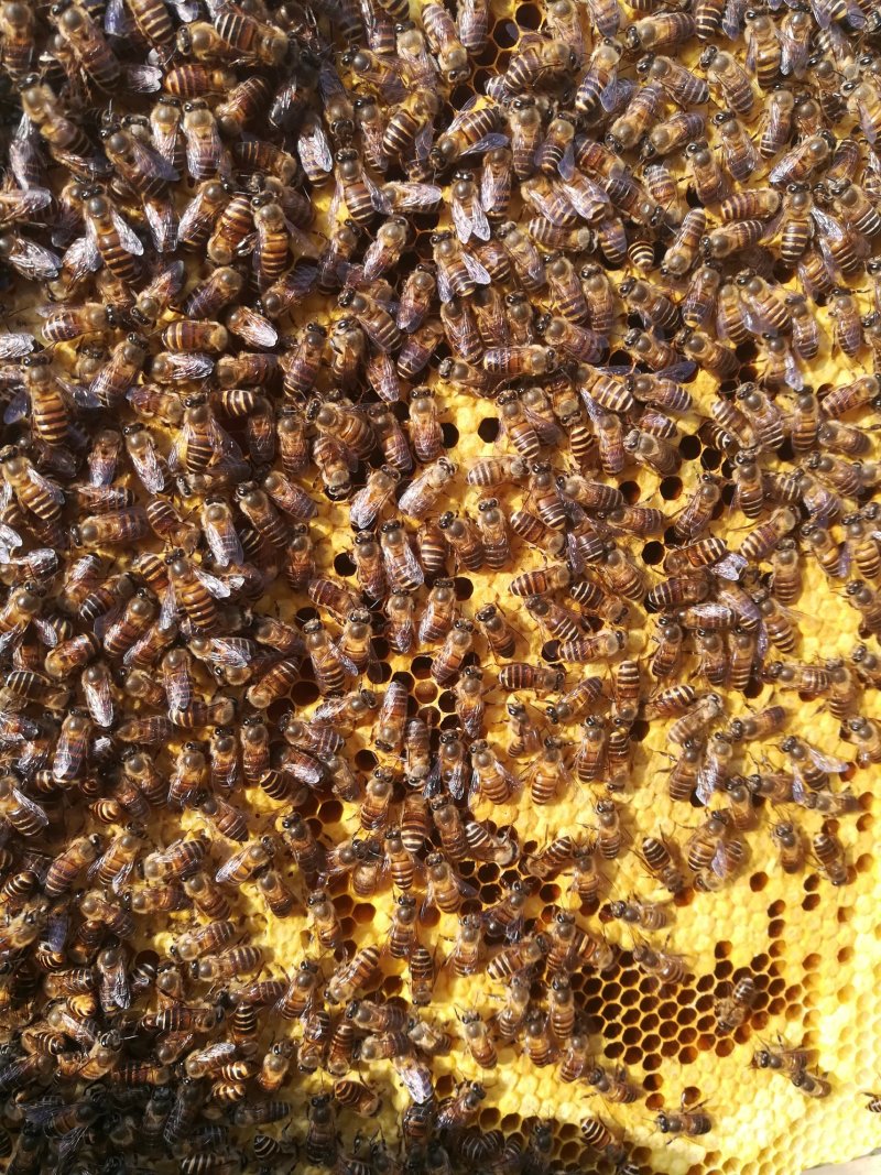 蜜蜂，中蜂，专人管理，一年四季全部新蜂王，信誉第一……