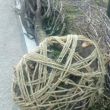 樱花树七分苗，精品苗出售