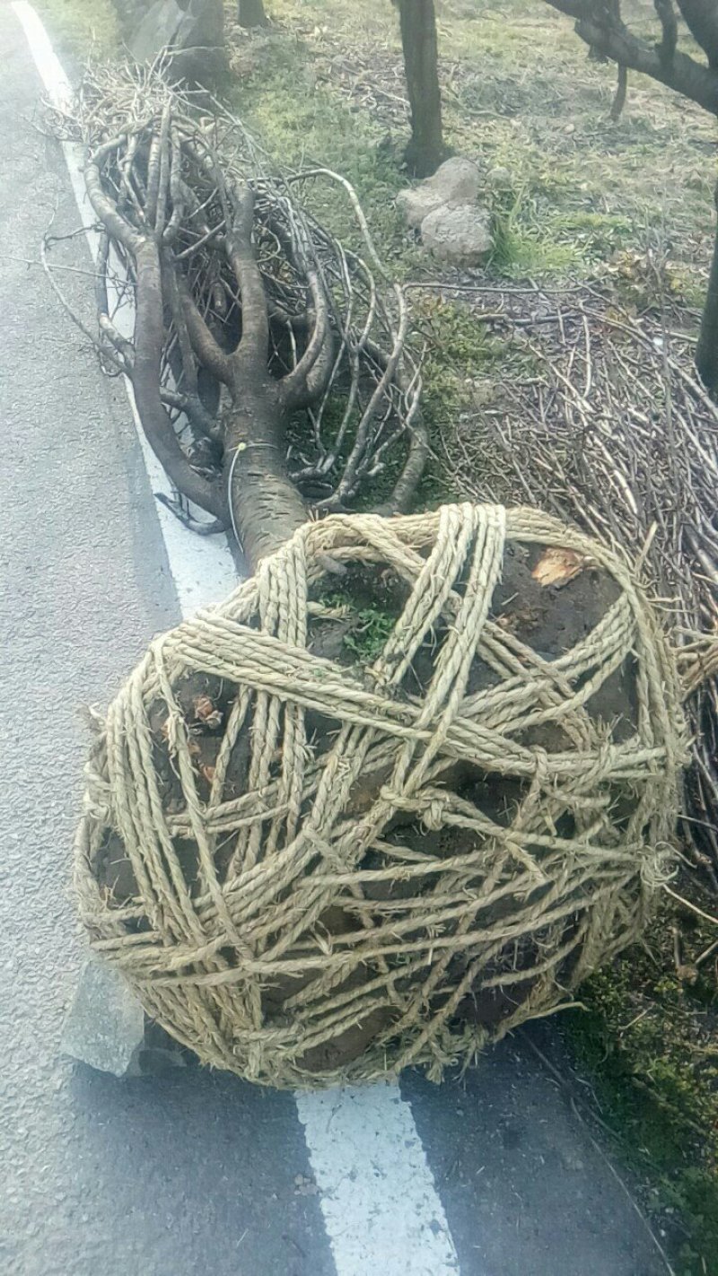 樱花树七分苗，精品苗出售