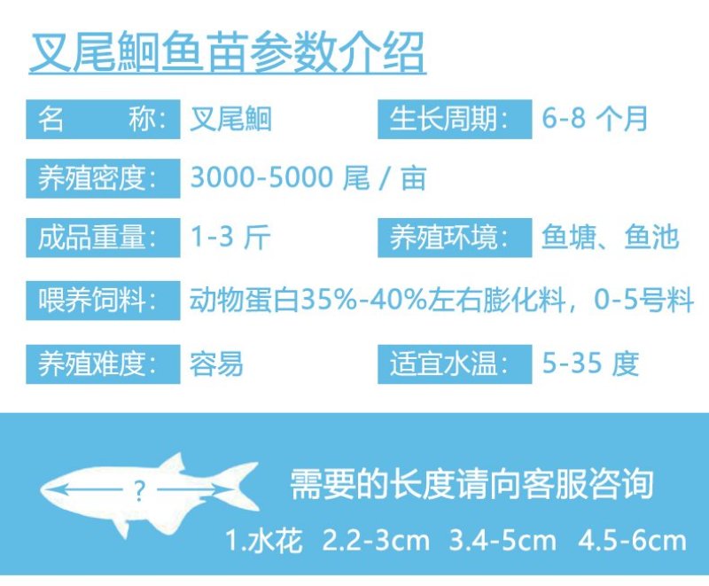 叉尾鮰鱼苗鮰鱼鱼苗斑点叉尾鮰鱼苗产地直供