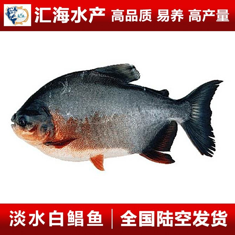 鲳鱼鱼苗淡水白鲳鱼苗红鲳鱼苗产地直供