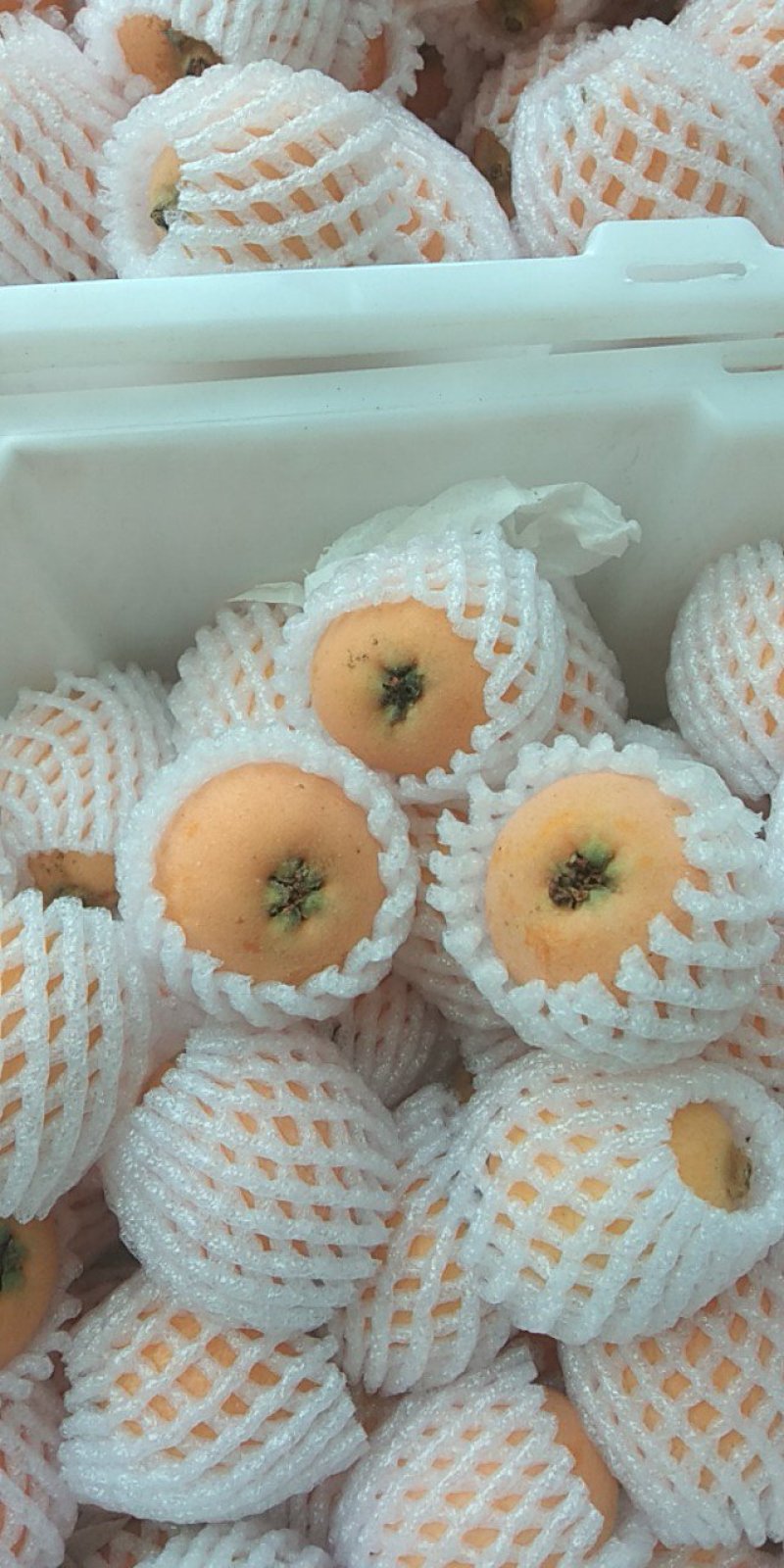 枇杷