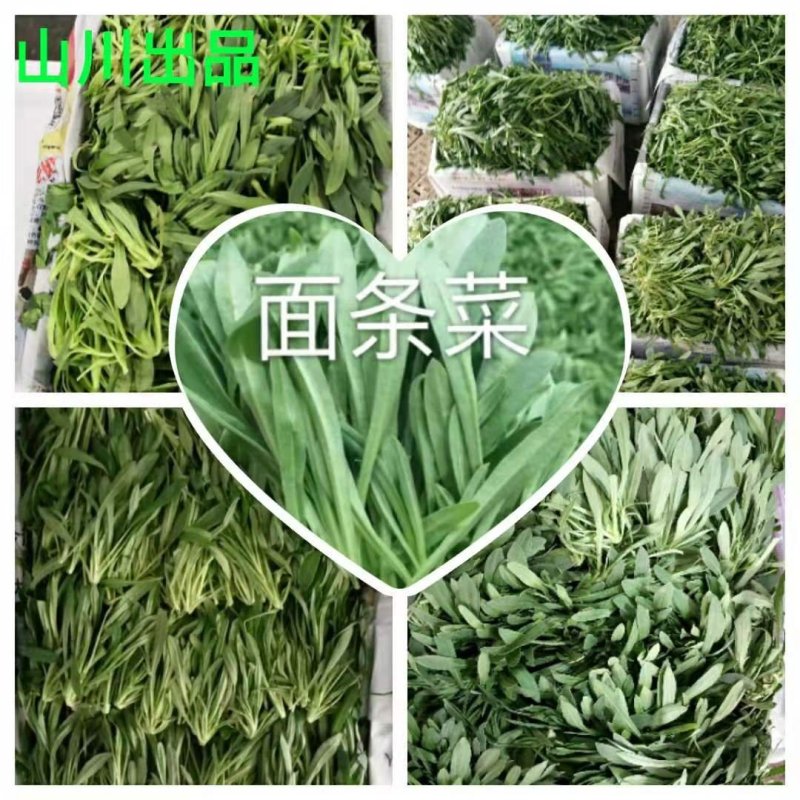 面条菜，基地直供，常年批发价，货发全国菇扎头