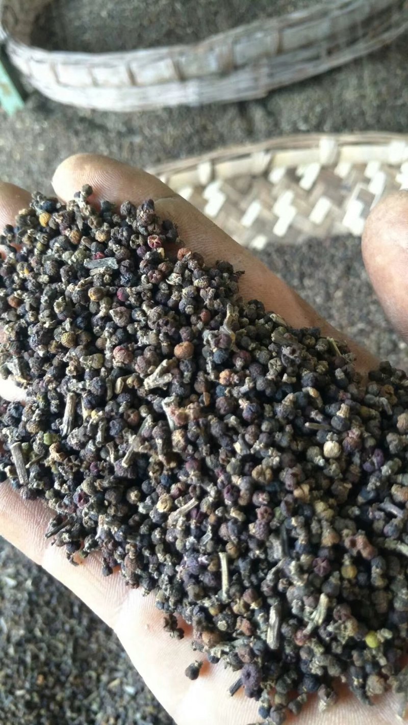 吴茱萸