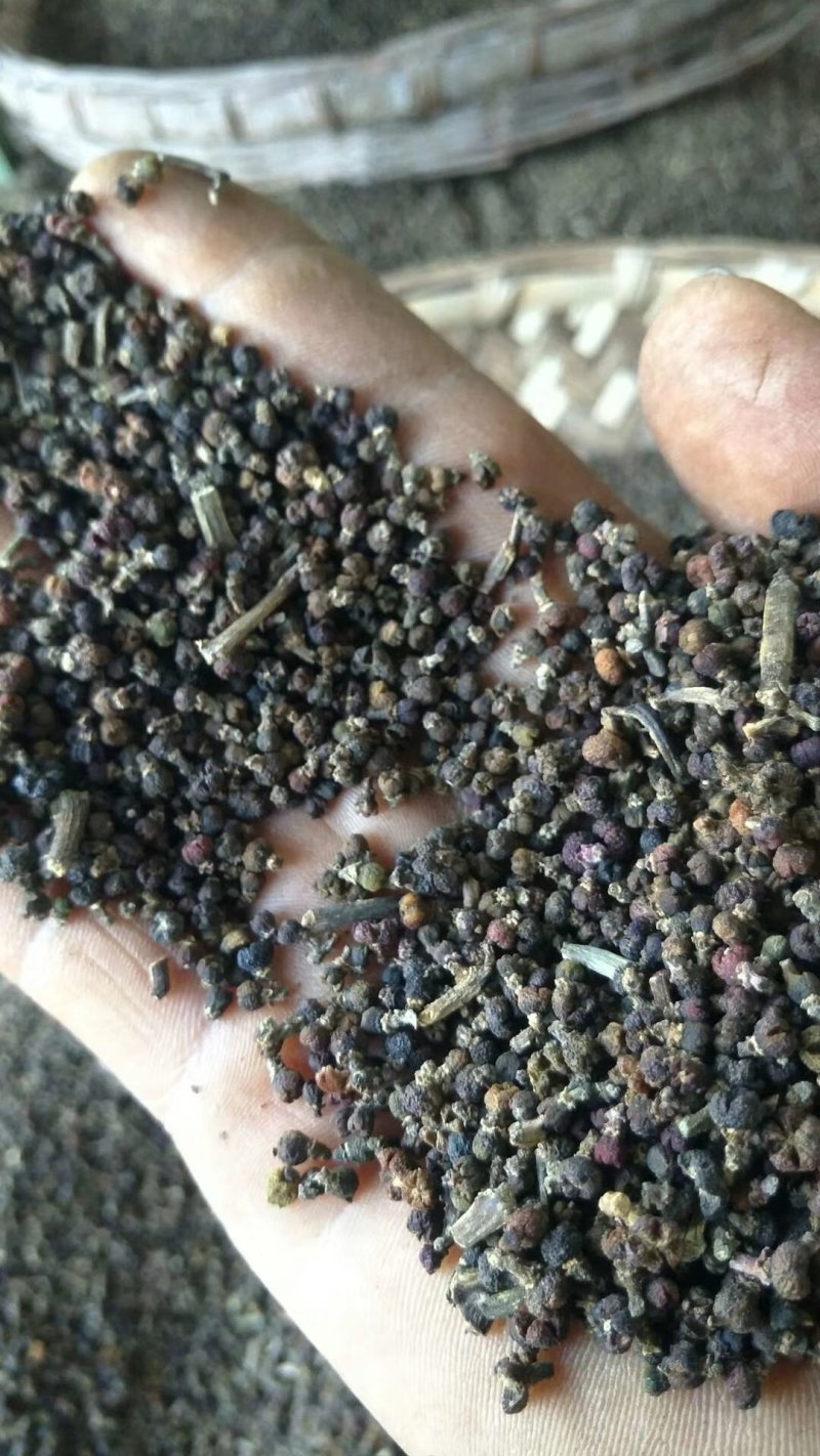 吴茱萸