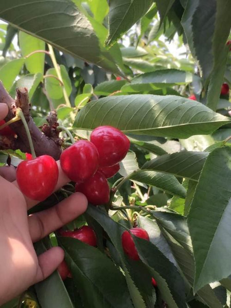 樱桃树苗