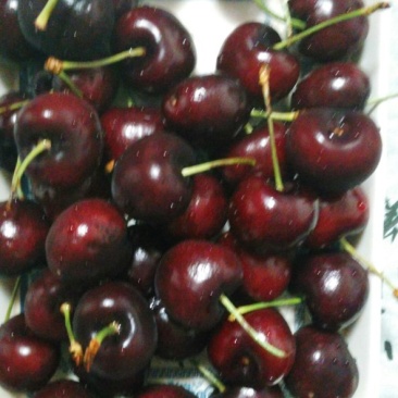 樱桃树苗