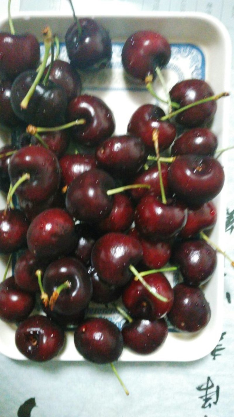 樱桃树苗