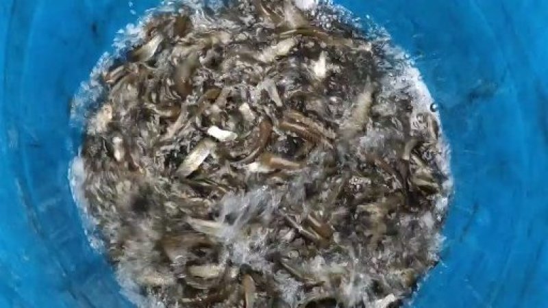 特级草鱼苗良种草鱼，鲜活发货基地直销成活率高追踪服务