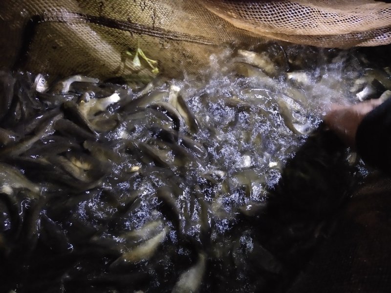 特级草鱼苗良种草鱼，鲜活发货基地直销成活率高追踪服务