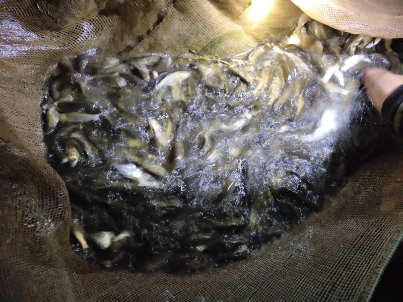 特级草鱼苗良种草鱼，鲜活发货基地直销成活率高追踪服务