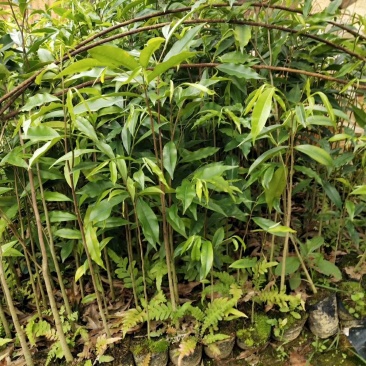 沉香苗