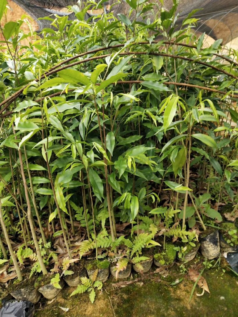 沉香苗