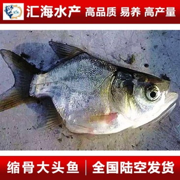 缩骨大头鱼苗缩骨鳙鱼苗花鲢苗胖头鱼