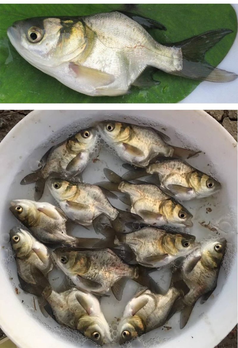缩骨大头鱼苗缩骨鳙鱼苗花鲢苗胖头鱼