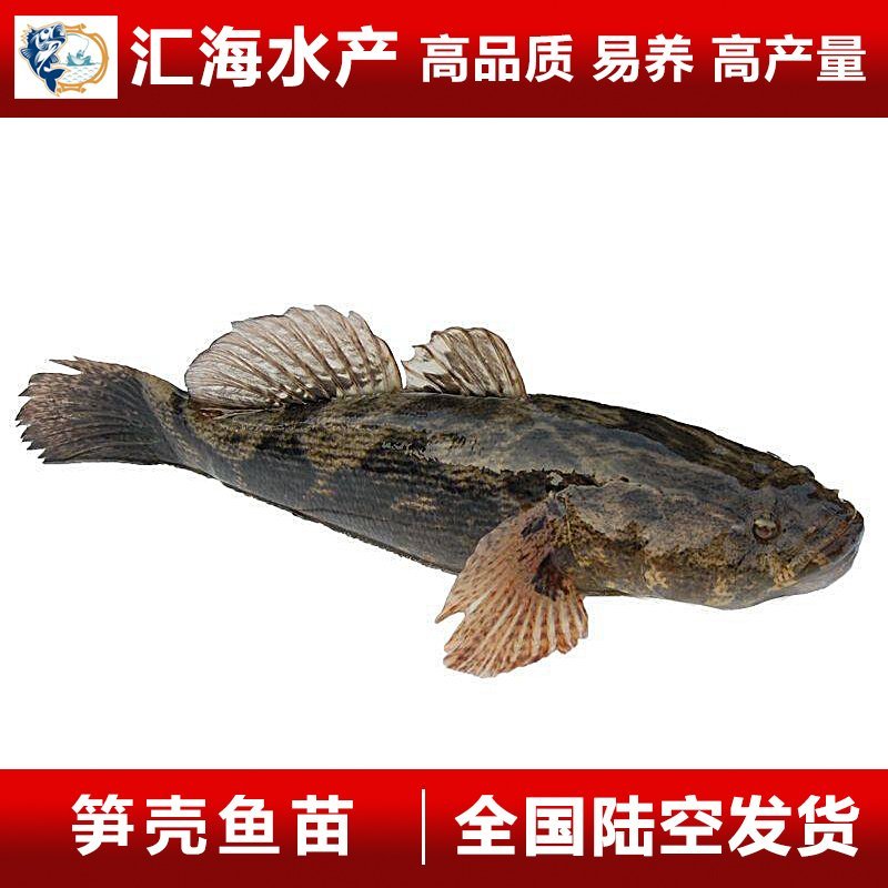 笋壳鱼苗泰国笋壳鱼苗3-5公分渔场产地直供