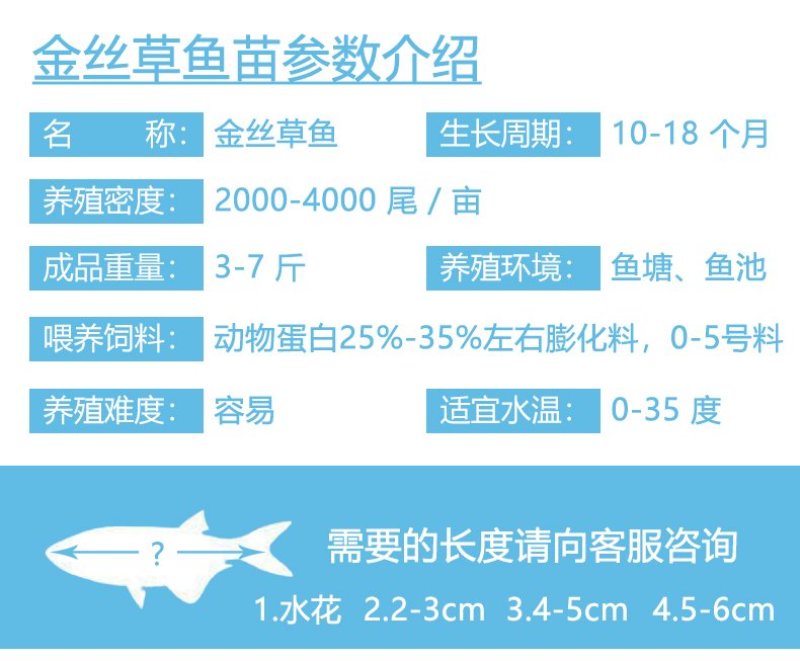 金草鱼苗金丝草鱼鱼苗金丝鲩鱼苗俄罗斯金草鱼苗