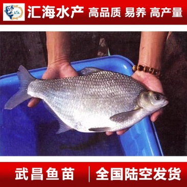 武昌鱼苗鳊鱼苗团头鲂鱼苗三角鳊鱼苗