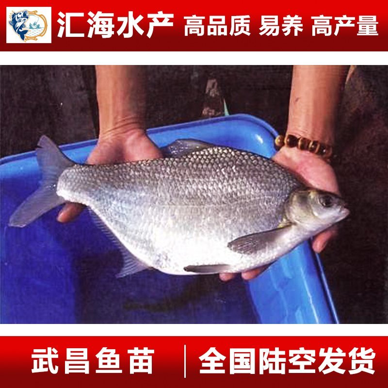 武昌鱼苗鳊鱼苗团头鲂鱼苗三角鳊鱼苗