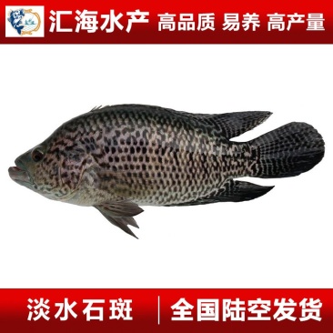 石斑鱼苗淡水石斑鱼鱼苗产地直供量大价优