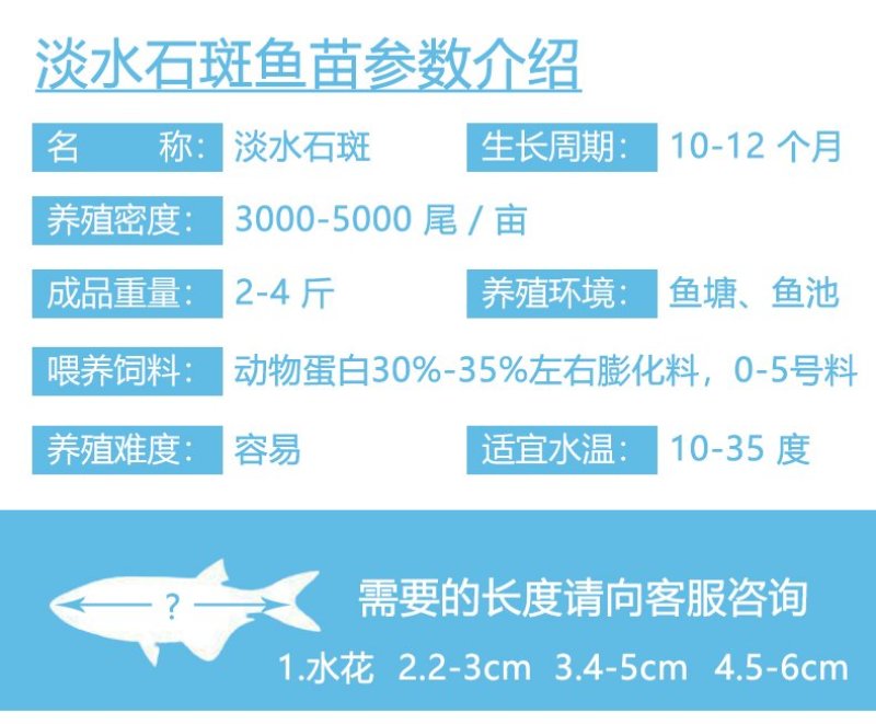石斑鱼苗淡水石斑鱼鱼苗产地直供量大价优