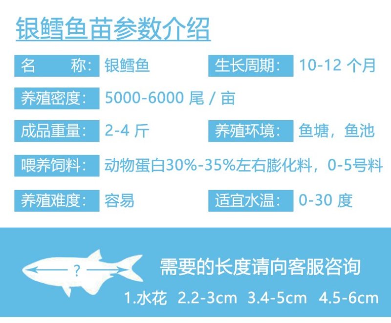 银鳕鱼鱼苗银雪鱼苗大鳞鲃银鳕鱼产地直供
