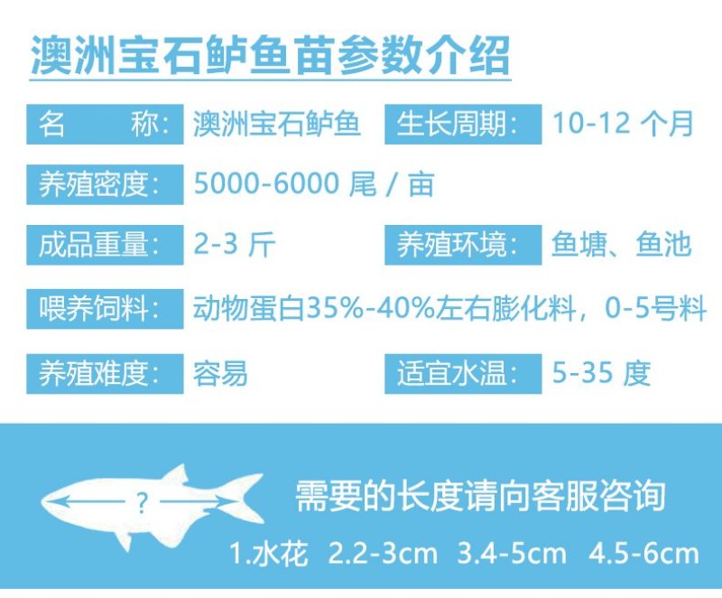 澳洲宝石鲈鱼苗宝石斑鱼苗产地直供价格优惠