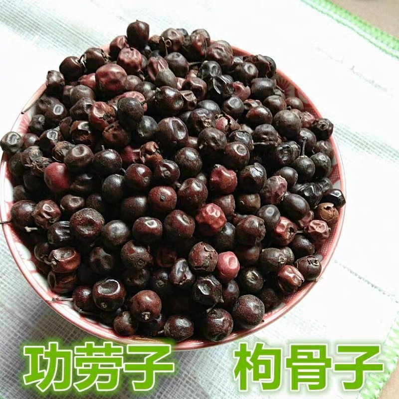 功劳子枸骨子十大功劳子中药材一公斤