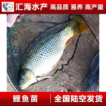 鲤鱼鱼苗建鲤鱼苗禾花鲤鱼苗产地直销价格优惠