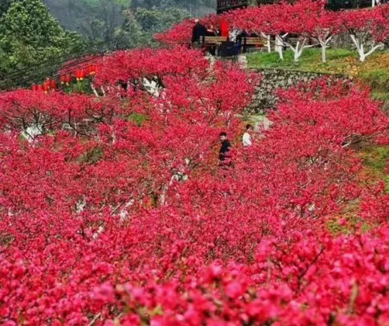 双效桃苗、基地直销、第二年可开花结果。欢迎各位老板来电咨