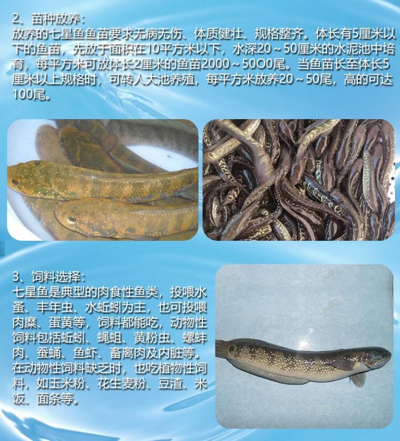 七星鱼鱼苗山斑鱼苗渔场直销量大价优