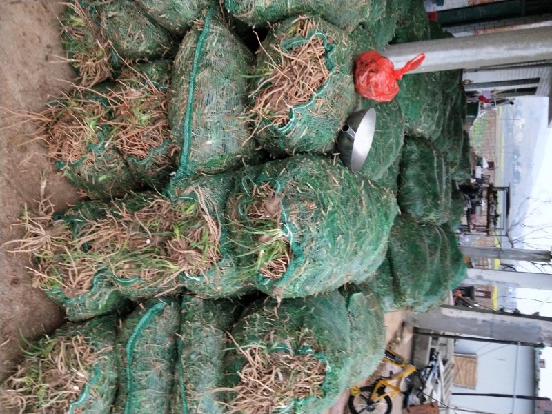 猛子花黄花菜种苗3年以上，产量高，量大从优