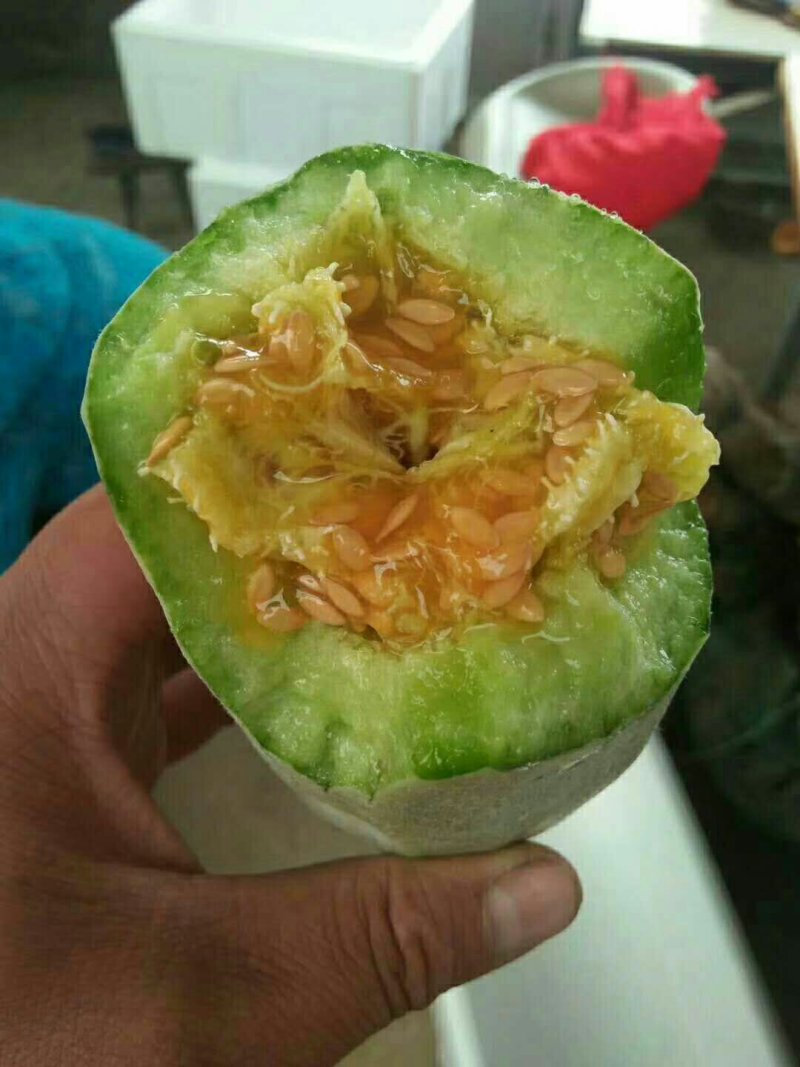 潍坊甜瓜大量现货脆甜爽口价格美丽自产自销