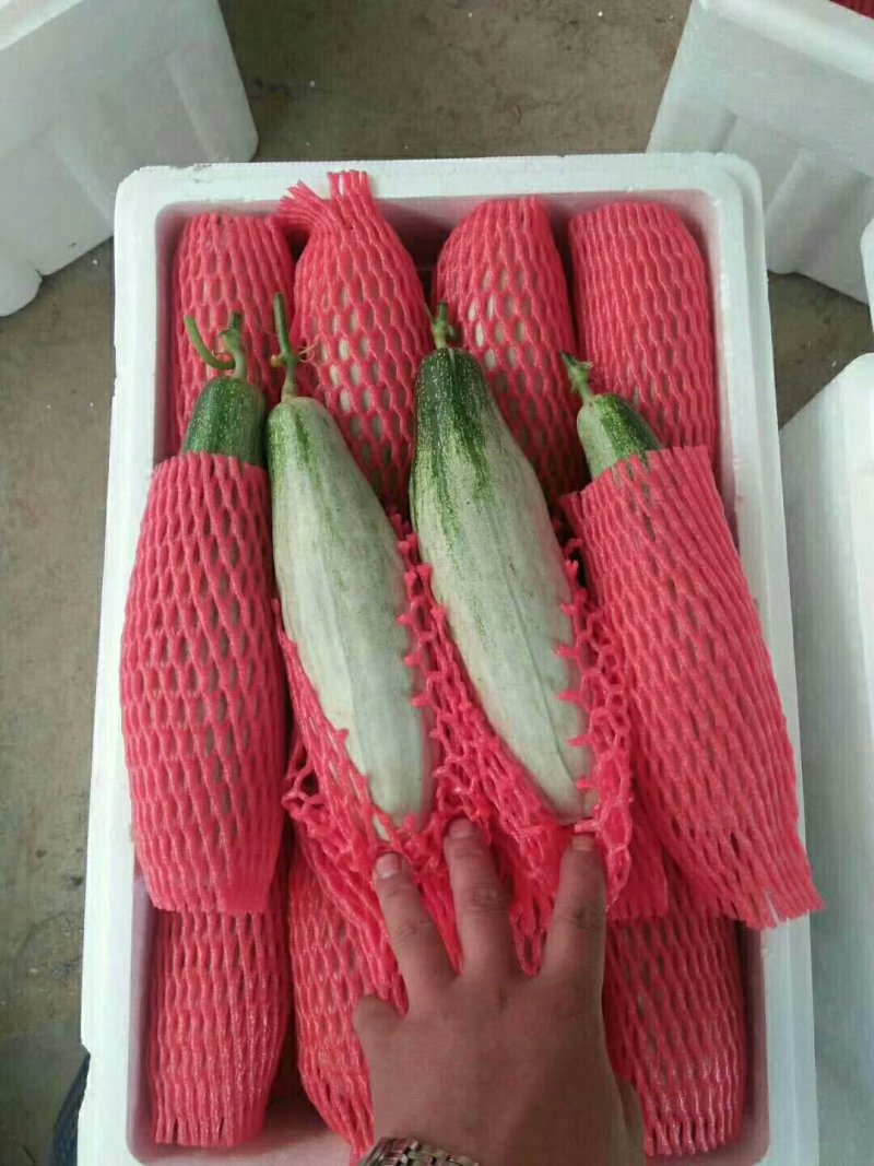 潍坊甜瓜大量现货脆甜爽口价格美丽自产自销