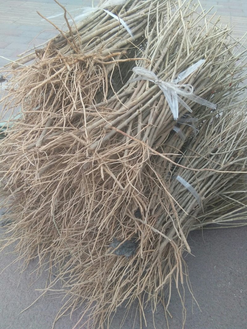 枸杞苗