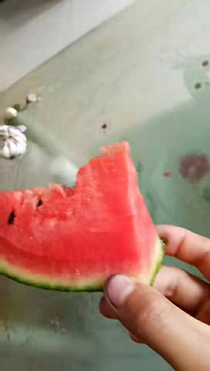 早春红玉西瓜，精品2k，真情传天下，营养千万家！