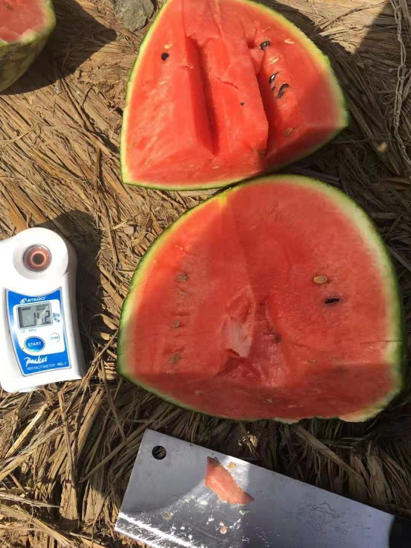 早春红玉西瓜，精品2k，真情传天下，营养千万家！