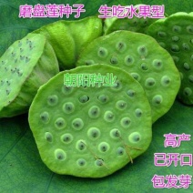 大型磨盘水果莲子种一亩三斤用量