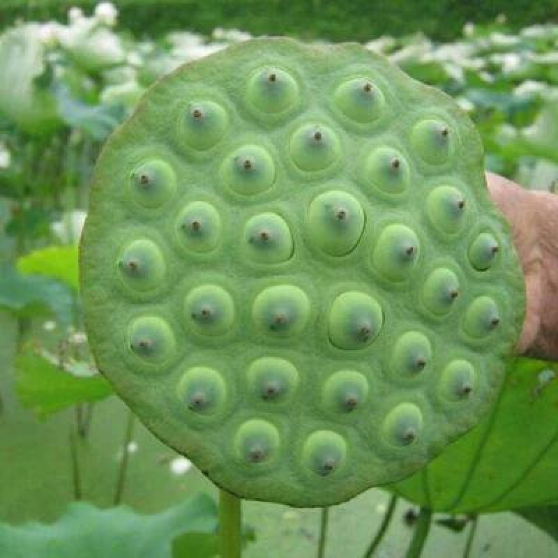 大型磨盘水果莲子种一亩三斤用量
